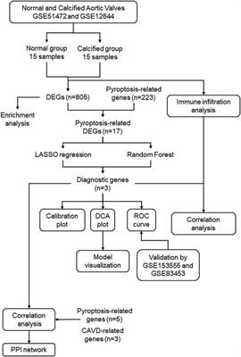 Identification of pyroptosis-associated genes with diagnostic value in calcific aortic valve disease